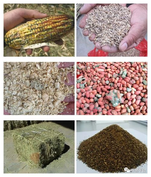 母猪泪斑、脸脏、后背出血的真相，生物农业告诉你原因