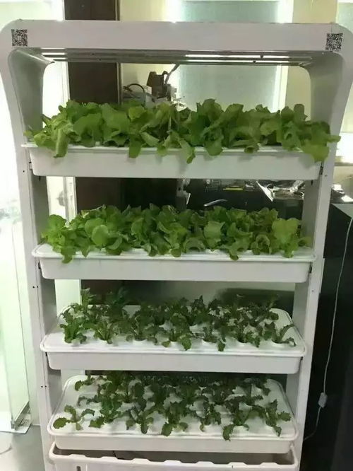 植物工厂 未来农业技术变革的先锋