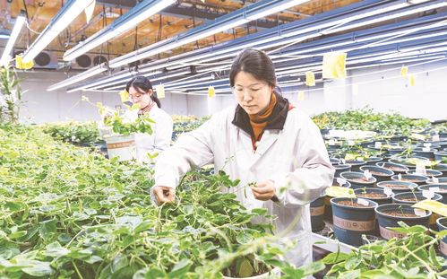 科技赋能 种业强“芯” — 解码生物农业的新质生产力
